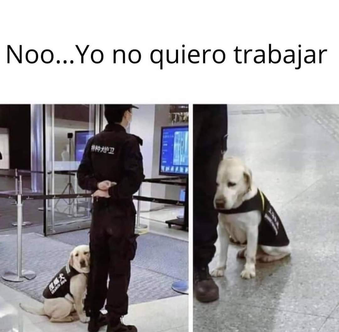Meme Perro Ropa Rota Más de 30 memes de perros que te robarán una carcajada